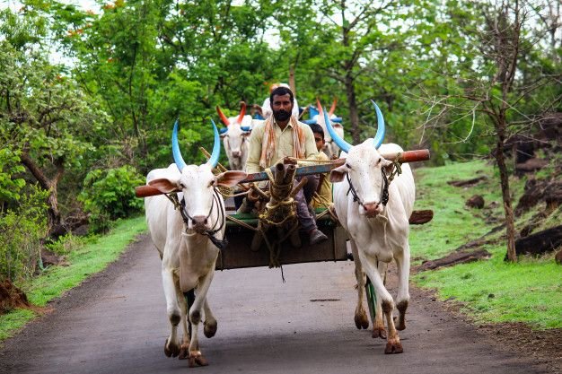 Bullock Cart Ride: Resort to Bhatti Village