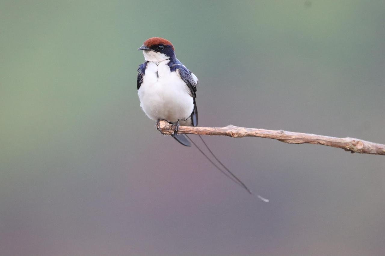 Birdwatching